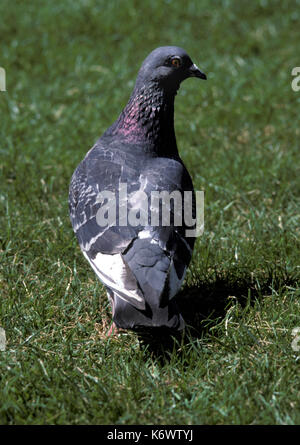 Piccioni selvatici, Columba livia, sull'erba Foto Stock