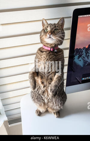 Tabby femmina cat in piedi sulle zampe posteriori Foto Stock