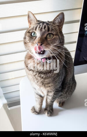 Tabby cat leccamento delle labbra Foto Stock