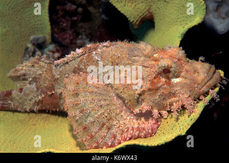 Tassled scorfani, scorpaenopsis oxycephala, lankayan, Sabah, posa su coral Foto Stock