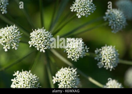 Wild angelica, angelica sylvestris, in prossimità della testa di fioritura, stodmarsh, kent, fiori di colore bianco Foto Stock