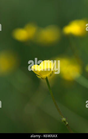 Ranuncolo prato, rannunculus acris, stodmarsh, kent, soft focus, giallo Foto Stock