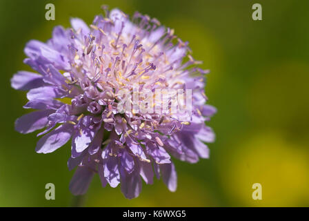 Campo scabious, knautia arvense, parkgate, kent, mostrando viola testa di fiori Foto Stock