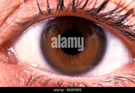 Ravvicinata di un occhio umano, marrone, la pupilla, l'iride, ciglia Foto Stock