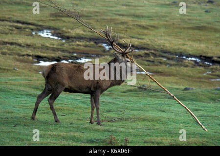 Cervi, Cervus elaphus, feste di addio al celibato solchi stagione corna di sfregamento sul ramo, di profumazione Foto Stock