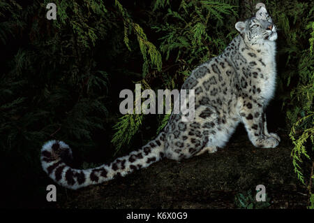 Snow Leopard (panthera uncia) - captive, notturno, mostrando forte lunga coda spessa, pezzata pattern pelliccia denso Foto Stock