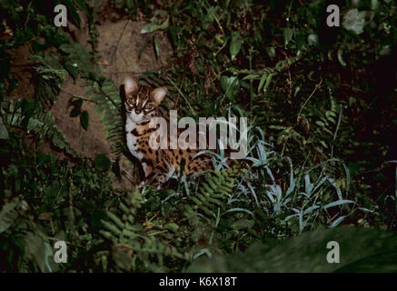 Leopard cat, Prionailurus bengalensis, tabin, Sabah, durante la notte nella foresta, felis Foto Stock