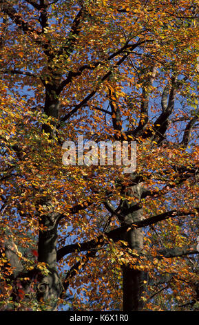 Comune di faggio, con colore di autunno foglie verde giallo e arancio, blu cielo Foto Stock
