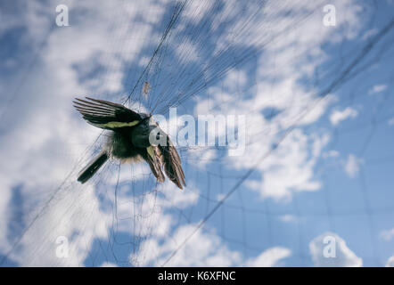Resti di uccelli catturati nella rete Foto Stock
