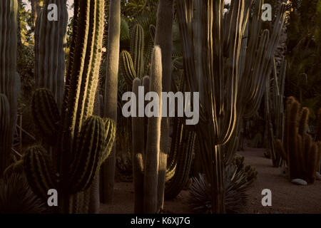 Verde di piante di cactus al tramonto in giardino a Jardin Majorelle, Marrakech, Marocco Foto Stock