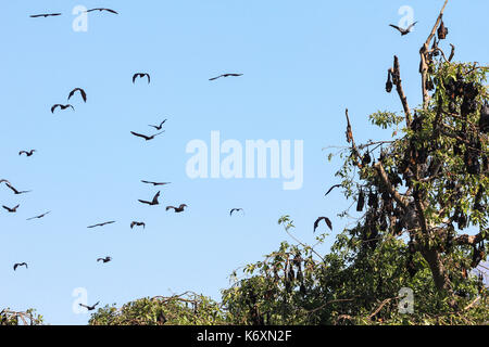 Uno sciame di pipistrelli battenti durante il giorno, in sri lanka Foto Stock