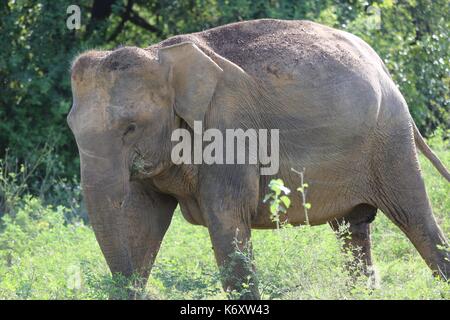 Kaudulla National Park, selvaggia dello Sri Lanka Elefanti asiatici, Foto Stock