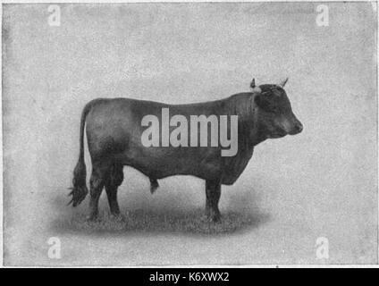 EB1911 Bovini DEXTER BULL Foto Stock