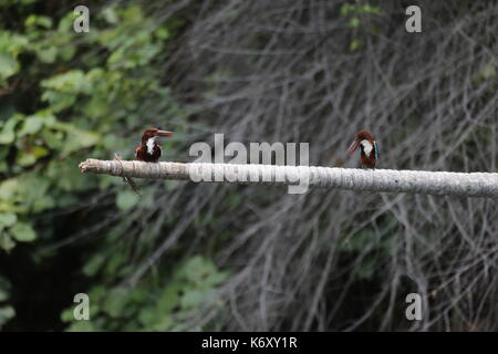 Kingfisher, Sri lanka, Asian Blu e il piumaggio bruno, bianco-throated kingfisher Foto Stock