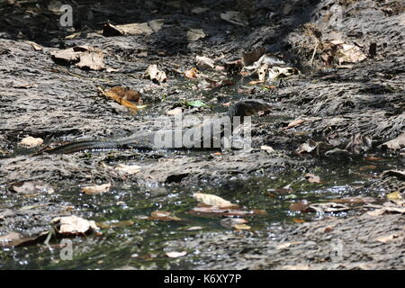 L'elemento di monitoraggio presenza acqua lizard, seduta sul letto del fiume in sri lanka Foto Stock