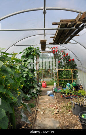 I cetrioli classificati in polytunnel Foto Stock