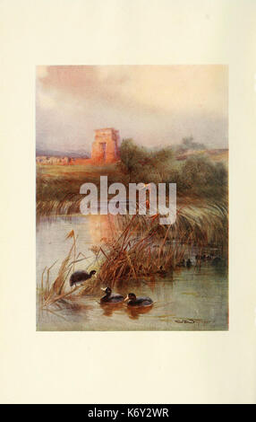 Uccelli egiziano per la maggior parte si vede nella valle del Nilo (piastra) (6465926663) Foto Stock