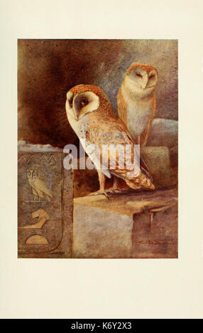 Uccelli egiziano per la maggior parte si vede nella valle del Nilo (piastra) (6465930407) Foto Stock