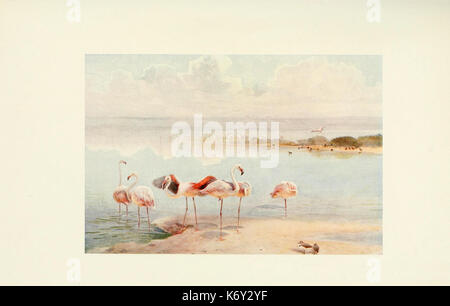 Uccelli egiziano per la maggior parte si vede nella valle del Nilo (piastra) (6465948333) Foto Stock