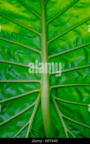 Taro gigante alocasia macrorrhiza foglie di piante Foto Stock