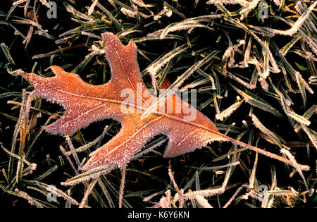 Scarlet foglia di quercia, quercus coccinea, Regno Unito, nel gelo, frosty, inverno Foto Stock