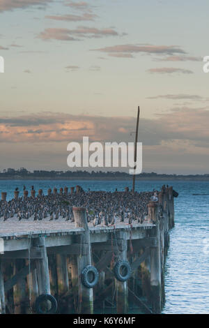 Molto grande gruppo di cormorani su un molo al tramonto Foto Stock