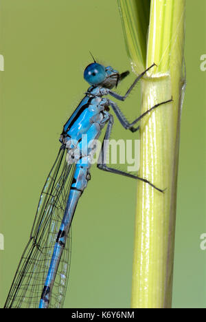 Comune damselfly blu, enallaatma cyathigerum, maschio in appoggio sul pettine, ali ripiegate, Regno Unito Foto Stock