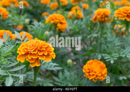 Arancione e giallo di fiori di tagete nel parco o giardino per la piantagione di fiore per decorare e area del paesaggio del parco della casa o luogo Foto Stock