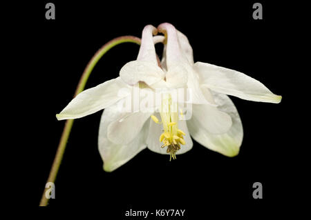 Columbine fiore, aquilegia vulgaris, stockbury boschi, kent Wildlife Trust, UK, close up fiore viola, soft sfondo verde, fioritura herbac Foto Stock