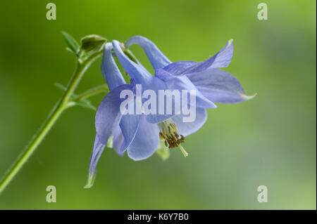 Columbine fiore, aquilegia vulgaris, stockbury boschi, kent Wildlife Trust, UK, close up fiore viola, soft sfondo verde, fioritura herbac Foto Stock