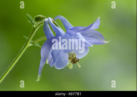 Columbine fiore, aquilega vulgaris, stockbury boschi, kent Wildlife Trust, UK, close up fiore viola, soft sfondo verde, fioritura herbace Foto Stock