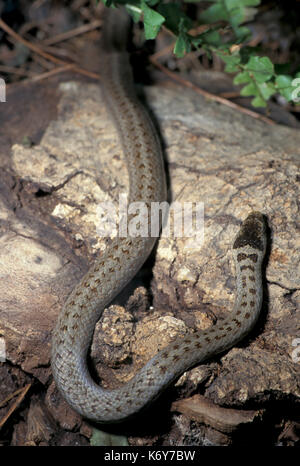 Smooth snake, Coronella austriaca , uk, non colubrid velenosi delle specie che si trovano in Europa settentrionale e centrale, Regno Unito più rari del rettile nativo Foto Stock