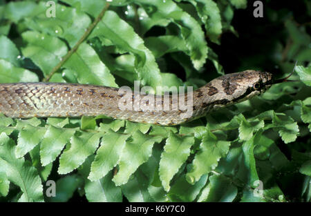 Smooth snake, Coronella austriaca , uk, non colubrid velenosi delle specie che si trovano in Europa settentrionale e centrale, Regno Unito più rari del rettile nativo Foto Stock