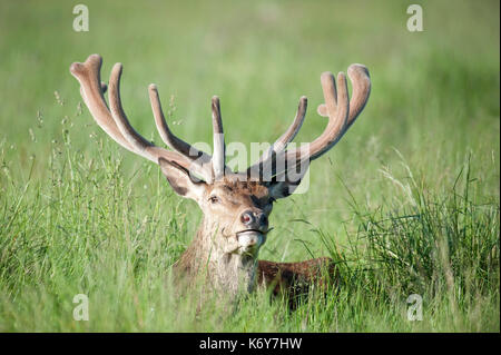 Cervi, Cervus elaphus, Richmond Park, Londra uk, maschio con grandi corna, seduto in erba lunga, nascosto, una delle più grandi specie di cervi. il Foto Stock