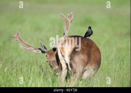 Cervi, Cervus elaphus, Richmond Park, Londra uk, maschio con grandi corna, una delle più grandi specie di cervi. Il cervo abita la maggior parte dell'Europa, th Foto Stock