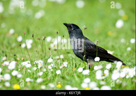 Taccola Corvus monedula, Barnes, Londra, Regno Unito, stando in piedi in erba e fiori a margherita, piccolo, corvo nero con un segno distintivo di lucentezza argentea al retro di io Foto Stock