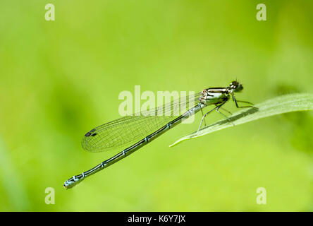 Damselfly meridionale, coenagrion mercuriale, secco sandford pit, Oxford, UK, Wildlife Trust, comune coenagrion puella, maschio Foto Stock