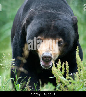 Sun bear, Helarctos malayanus, sud-est asiatico, in cattività di specie rare Conservation Centre, Kent REGNO UNITO. Uno dei più piccoli orsi, a circa 1,4 metri ( Foto Stock