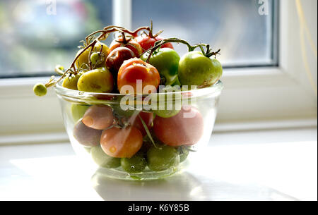 Coppa di vetro di pomodori verde e rosso maturazione in una finestra fotografia presa da Simon Dack Foto Stock