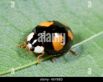 Arlecchino coccinella, harmonia axyridis, forma nero con macchie rosse, forma spectabilis, su foglie in giardino, asian lady beetle, multicolore asian lady barbabietole Foto Stock