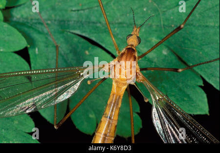 Cranefly, , Daddy Long legs, tipula paludosa, UK, vicino che mostra una seconda coppia di ali modificate coscia-come appendici noto come 'halteres' Foto Stock