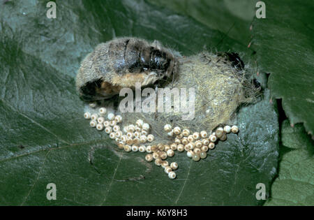 Vaporer tarma orgyia antigua, UK, wingless femmina con ovature appena deposte su cocoon Foto Stock