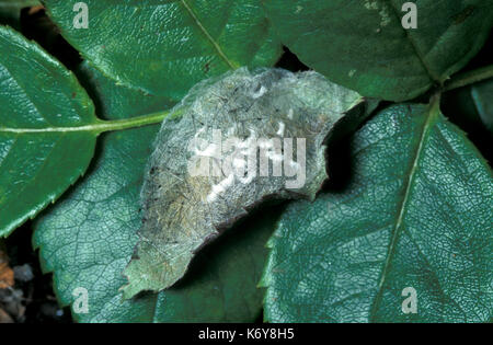 Vaporer tarma orgyia antigua, UK, pupe nel bozzolo su roseleaf Foto Stock