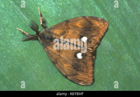 Vaporer tarma orgyia antigua, UK, maschio adulto Foto Stock