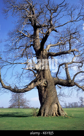 Dolce castagno castanea sativa, UK, inverno, vecchio albero Foto Stock