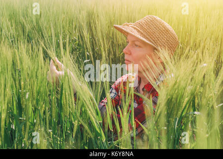 L'agricoltore femmina esaminando spighe di grano in campo, donna che lavorano sul raccolto di cereale plantation Foto Stock