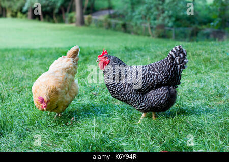 Due free range galline rovistando pascoli su una piccola azienda agricola Foto Stock