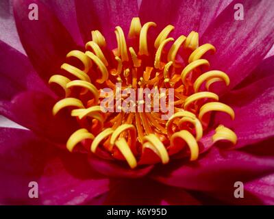 Flora portuguesa, flor, planta Foto Stock