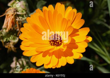 Flora portuguesa, flor, planta Foto Stock