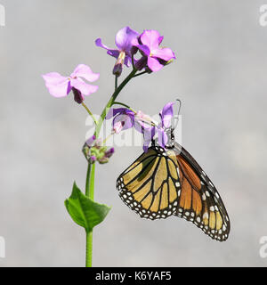 Farfalla monarca (Danaus plexippus) alimentazione su un Dame's Rocket fiore nel giardino con una luce sullo sfondo di pietra in speculatore, New York, NY, STATI UNITI D'AMERICA. Foto Stock